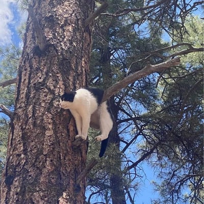 一只黑白相间的猫咪正悠闲地趴在松树的树枝上，身体紧贴树干，前爪抓着树皮，尾巴自然垂下。背景是晴朗的蓝天和茂密的松树枝叶，展现了猫咪在自然环境中的灵活与惬意。