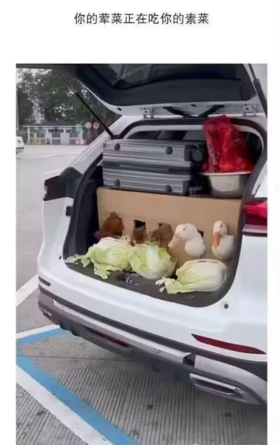 图片展示了一辆白色SUV的后备箱场景：后备箱内放置着一个挖了洞的纸箱，几只鸡和鸭从洞口探出头，正在啄食放在纸箱前方的几棵白菜。图片上方配有文字“你的荤菜正在吃你的素菜”，用幽默的方式将鸡、鸭这类待食用的家禽称为“荤菜”，白菜称为“素菜”，调侃这种食材之间的有趣互动，形成了反差感满满的搞笑效果。