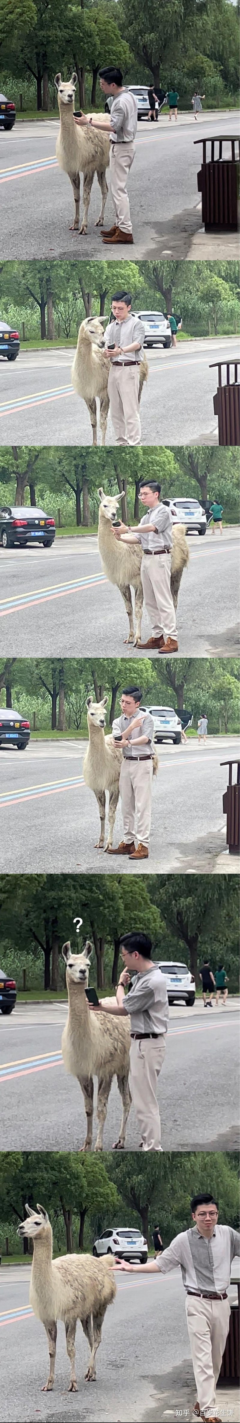 羊驼