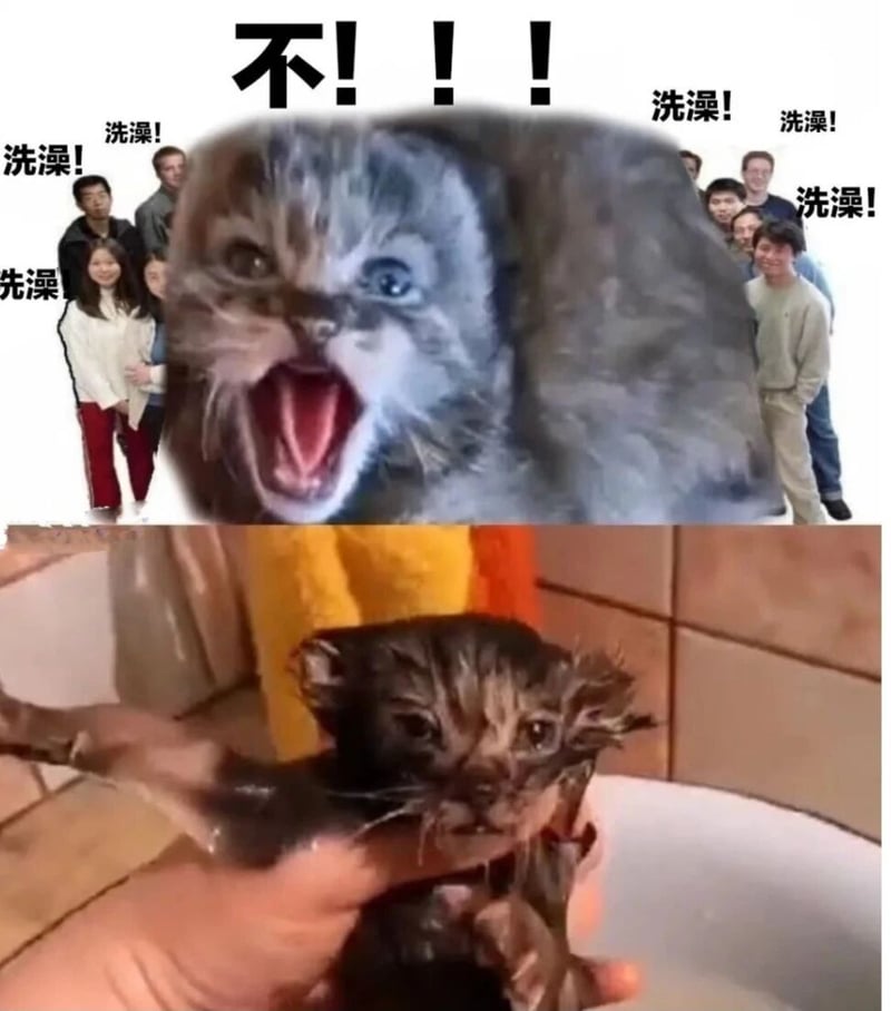 震惊猫