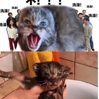 震惊猫