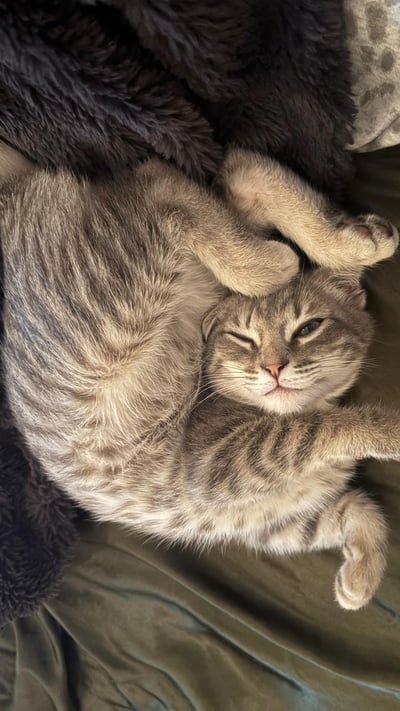 一只灰色虎斑猫舒适地仰卧在深色毛绒毯子上，身体舒展，前爪自然弯曲放在头部附近，一只眼睛微微眯起，另一只眼睛半睁，表情显得十分惬意满足。猫咪的毛发纹理清晰可见，整体画面传递出温暖治愈的氛围，展现了宠物放松时的可爱姿态。