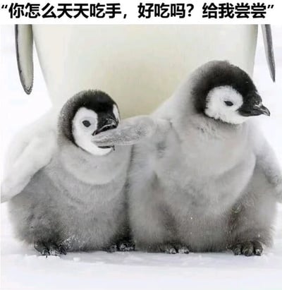 图片中两只毛茸茸的灰色企鹅宝宝并排坐在雪地上，身后有成年企鹅的白色腹部作为背景。左侧企鹅宝宝用鳍状肢轻轻触碰右侧同伴的嘴部，右侧企鹅宝宝则微微张嘴，配合上方的文字“你怎么天天吃手，好吃吗？给我尝尝”，营造出孩童般天真好奇的对话场景，整体风格可爱又幽默。
