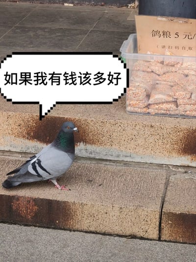 这是一张经过二次创作的趣味梗图，主体为实拍的户外场景：石阶上站着一只灰黑羽毛的野生鸽子，它侧头看向石阶高处放置的透明收纳箱，箱内装满了分袋包装的鸽粮，旁边的纸板标识显示鸽粮售价为5元一份，需要扫码自取。创作者给鸽子添加了像素风格的对白气泡，内文为“如果我有钱该多好”，通过拟人化的手法，生动表现出鸽子想要吃鸽粮却没有购买能力的窘境，诙谐有趣，容易引发观者对于缺钱状态的共鸣。