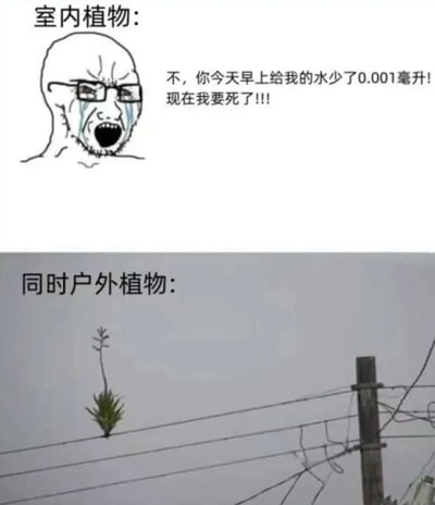 上下对比图展示了室内植物和户外植物的生存状态反差。上图是卡通风格的室内植物拟人化形象，戴着眼镜的光头男性角色泪流满面，配文'不，你今天早上给我0.001毫升的水少了！现在我要死了!!!'；下图是实拍的户外植物，在电线上顽强生长。通过夸张对比幽默表现室内植物的'娇气'和户外植物的'坚韧'。