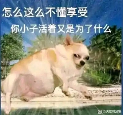这是一张文字加注的静态搞笑表情包，画面主体是一只体型肥胖的吉娃娃，它瘫在泳池边缘，姿态慵懒放松，脸上露出嫌弃、鄙夷的神情，仿佛在对观看者进行灵魂质问。图片上方配有两行白色文字：“怎么这么不懂享受 你小子活着又是为了什么”，用戏谑的语气调侃那些总是忙碌、不会放松自己的人，传递出一种倡导躺平、享受生活的搞笑态度，很适合用来吐槽内卷、劝人放松的场景。