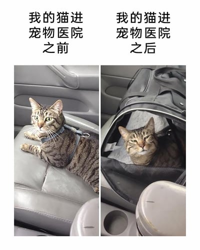 这是一张左右分栏的对比静态图，通过实拍记录了一只虎斑猫前往宠物医院前后的状态反差。左侧画面上方标注“我的猫进宠物医院之前”，猫咪趴在汽车座椅上，佩戴着牵引胸背带，眼神明亮有神，姿态放松，精神状态良好；右侧画面上方标注“我的猫进宠物医院之后”，猫咪待在宠物便携包内，一只眼睛半睁，眼神疲惫涣散，整体神态萎靡，仿佛刚经历了令它煎熬的过程。图片通过这种强烈的状态反差，幽默地展现了猫咪对宠物医院的抗拒与恐惧，引发宠物主人的共鸣。
