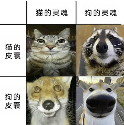 这是一张采用2×2表格形式的趣味梗图，通过“灵魂”与“皮囊”的错位组合制造反差笑点。表格横向为“猫的灵魂”“狗的灵魂”，纵向为“猫的皮囊”“狗的皮囊”：1. 猫的灵魂+猫的皮囊：是一只表情略显无奈、眼神放空的狸花猫，神态契合猫常有的慵懒疏离感；2. 狗的灵魂+猫的皮囊：是一只长相接近猫但神态像狗的浣熊，眼神带着委屈感，仿佛有着狗的黏人灵魂却困在类似猫的外形里；3. 猫的灵魂+狗的皮囊：是一只狐狸，眼神圆睁、神态好奇又带着猫的狡黠感，像是猫的灵魂住进了狗类的皮囊；4. 狗的灵魂+狗的皮囊：是一只鼻子被夸张化的柴犬，神态憨厚，放大的鼻子强化了狗的憨厚感。整体用动物的错位组合，结合趣味动物修图/AI生成图，营造出荒诞搞笑的效果。