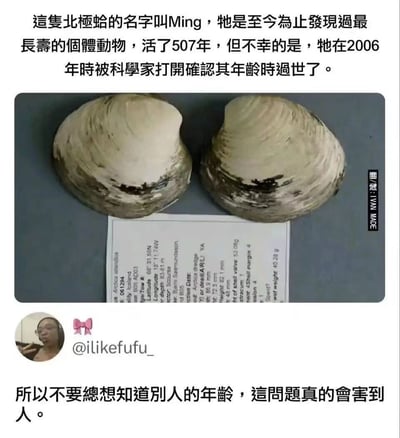 這張梗圖講述了一隻名為 Ming 的北極蛤，這隻蛤蜊活了507年，是已知最長壽的動物。然而，牠卻在科學家為了確認其年齡而打開時死亡。配上網友的評論：所以不要總想知道別人的年齡，會害到人。這話有諷刺與玩梗的意味，將詢問年齡和殺傷力幽默地聯繫起來。這個圖文巧妙運用雙關和冷幽默，適合用來調侃別人過於好奇或冒昧打聽年齡的行為。

**雙關暗示**：討論年齡有殺傷力，幽默地諷刺現實場合中被問年齡的尷尬或壓力。