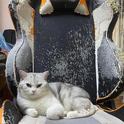 一只灰白相间的肥猫正淡定地趴在一把严重破损的电竞椅上。椅子的靠背和扶手处的皮革已经大面积剥落，露出里面的填充物，表面还有许多抓痕和磨损的痕迹，看起来饱经沧桑。猫咪则一脸平静，眼神锐利地注视着前方，与破烂的椅子形成鲜明对比，有种'皇帝坐龙椅'般的反差萌效果。
