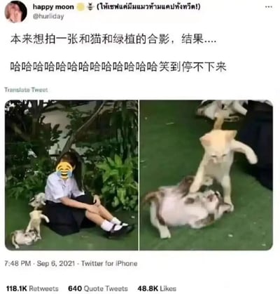 这是一张来自Twitter平台的社交媒体截图，发布于2021年9月6日。用户原本计划拍摄一张自己与猫咪、绿植的温馨合影，左侧图中可以看到一位穿着校服的女生坐在绿植前，脚边有三只猫咪；但实际捕捉到的却是右侧的画面：两只猫咪在地面上扭打在一起，浅色猫咪压在花色猫咪身上，姿态充满了张力，和原本预期的温馨场景形成强烈反差。配文“本来想拍一张和猫和绿植的合影，结果....哈哈哈哈哈哈哈哈哈哈哈哈哈哈笑到停不下来”也体现出这种意外带来的搞笑效果，这条推文获得了11.81万次转发、640条引用推文以及4.88万次点赞，因为这种真实的反差趣事引发了网友的共鸣。