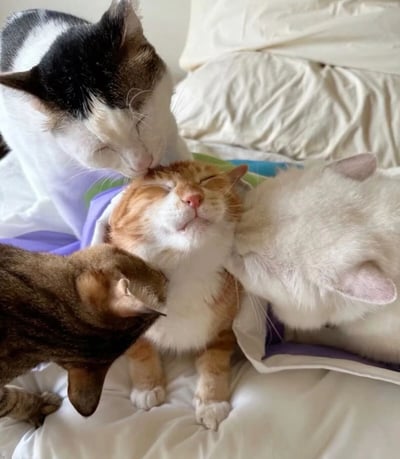 一张温馨的猫咪合照，四只猫咪在柔软的白色床单上互动。画面中央是一只橘白相间的猫咪，它闭着眼睛，仰着头，露出满足享受的表情。周围有三只不同花色的猫咪正在温柔地舔舐和依偎着它：一只黑白相间的猫咪在上方亲吻它的头顶，一只纯白色的猫咪在右侧轻蹭它的脸颊，还有一只棕色虎斑猫在左侧依偎着它的脖子。背景中可以看到蓬松的白色枕头，整个场景充满了温暖和友爱，展现了猫咪之间亲密的社交行为。