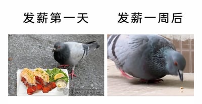 这是一张左右拼接的对比梗图，左侧区域上方标注“发薪第一天”，画面中一只鸽子站在一份摆盘精致的龙虾料理旁，料理包含两只芝士焗龙虾尾、配菜和蘸料，展现出发薪后手头宽裕、可以享受高品质饮食的状态；右侧区域上方标注“发薪一周后”，画面里同类型的鸽子低头专注啄食地上的细小颗粒食物，呈现出囊中羞涩、只能勉强果腹的拮据模样。整张图用鸽子的饮食反差，生动且幽默地调侃了当代工薪族发薪后初期挥霍、很快就经济紧张的普遍消费状态，精准戳中打工人的生活痛点，引发共鸣。