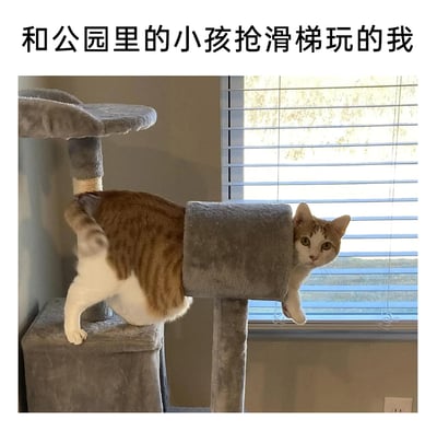 这是一张趣味拟人梗图，图片上方配有文字“和公园里的小孩抢滑梯玩的我”，图中一只橘白相间的猫咪身体卡在猫爬架的圆筒通道中，后半部分身体和后爪在通道外的猫爬架平台上，前爪和头部从通道另一端伸出，猫咪眼神略带无奈又有点理直气壮，将猫爬架的圆筒通道拟人成公园滑梯，猫咪被卡住的姿态生动模仿出抢滑梯玩时“卡壳”的滑稽状态，用宠物的有趣瞬间来拟人化表达自己偶尔想幼稚一把的心态，充满搞笑氛围。