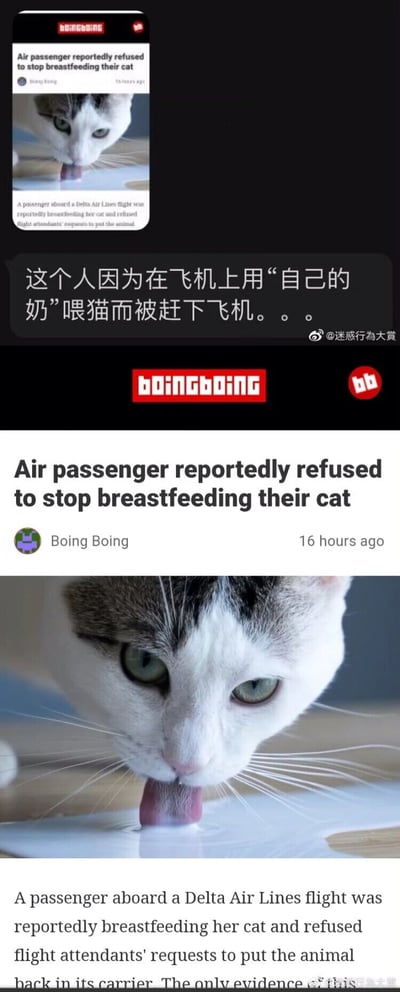 这是一张由两部分组成的竖屏社交媒体截图，上方是微博账号“迷惑行為大賞”发布的内容，配文用中文介绍了一起离奇的航空事件：一名乘客在飞机上给自己的猫哺乳，拒绝听从机组要求后被赶下飞机；下方是国外博客Boing Boing发布的完整新闻，标题为“Air passenger reportedly refused to stop breastfeeding their cat”，新闻内容指出该事件发生在达美航空的航班上，配图是一只正在舔舐液体的灰白花色猫咪，整体内容呈现了一则让人感到匪夷所思的迷惑行为新闻，将国外的离奇事件分享给中文网络用户。