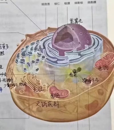 这是一张改编自动物细胞结构示意图的搞笑P图，原本用于标注细胞结构的文字被替换成了各类火锅食材：细胞膜对应火锅底料，细胞核对应紫薯丸，线粒体等结构对应香肠、毛肚、撒尿牛丸、香菜等，同时保留了部分原细胞结构的专业标注，用吃货的视角解构生物知识点，充满脑洞与趣味。
无谐音双关或暗示内容。