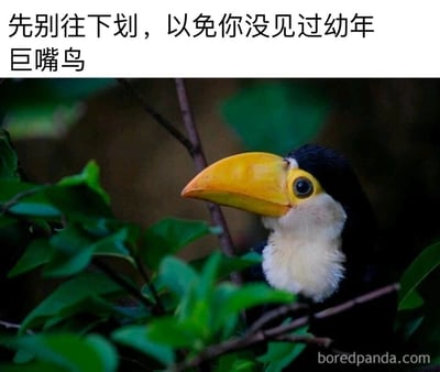 这是一张图文混排的静态图片，上方配有引导性文字“先别往下划，以免你没见过幼年巨嘴鸟”，画面主体是一只幼年巨嘴鸟，它拥有该物种标志性的亮黄色大喙，头部与背部覆盖着黑色羽毛，喉部和脸颊区域是蓬松的白色绒毛，正躲在层层叠叠的绿色枝叶间，睁着圆溜溜的眼睛，神态呆萌又好奇。背景是深色的模糊环境，有效突出了巨嘴鸟的可爱形象，图片右下角带有“boredpanda.com”的水印标识。