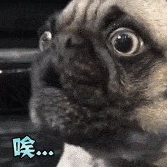 愁眉苦脸的巴哥犬：唉，不知道晚上吃什么