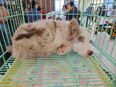 这是一张在室内商场活动现场拍摄的实拍图，画面主体是一只红陨石色的边境牧羊犬，它趴在浅绿色的金属宠物笼里，显得无精打采：眼神倦怠，头部搭在笼沿上，前爪收拢在身体旁，毛发蓬松柔软。笼子底部铺有带花卉图案的尿垫，笼子外围着不少来往的人群，背景是明亮的商场公共区域，能看到桌椅和其他活动设施，整体氛围热闹，但狗狗却透着疲惫感，推测这是一场宠物领养或宠物展示类的活动。