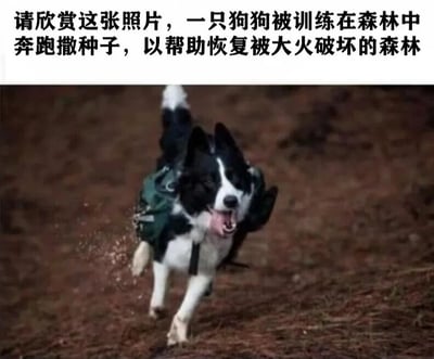 图片上方配有文字说明：'请欣赏这张照片，一只狗狗被训练在森林中奔跑撒种子，以帮助恢复被大火破坏的森林'。下方是一张实拍照片，画面中一只黑白相间的边境牧羊犬背着绿色背包，正在森林的泥土小路上奔跑，背包中散落出种子，背景为火灾后待恢复的森林区域。狗狗表情开心，嘴巴张开，舌头外露，展现出积极参与森林恢复工作的场景。