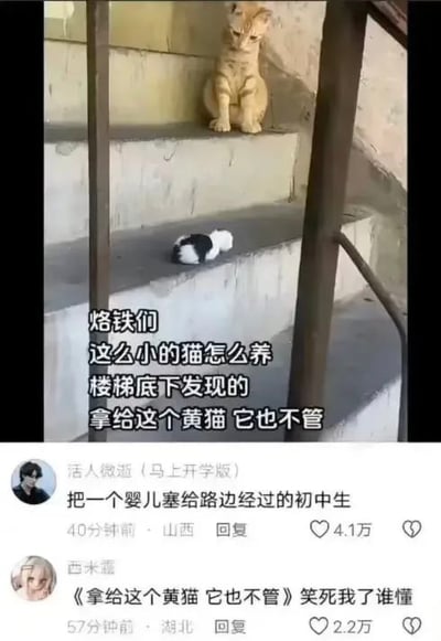图片展示了楼梯间的场景：一只黄色猫咪坐在台阶上，下方楼梯底部有一只弱小的黑白小猫。图中文字内容为：“烙铁们 这么小的猫怎么养 楼梯底下发现的 拿给这个黄猫 它也不管”。下方配有两条热门评论，一条是“活人微逝（马上开学版）”的“把一个婴儿塞给路边经过的初中生”（获4.1万赞），另一条是“西米露”的“《拿给这个黄猫 它也不管》笑死我了谁懂”（获2.2万赞）。整体通过猫咪间的有趣互动和幽默评论引发笑点。