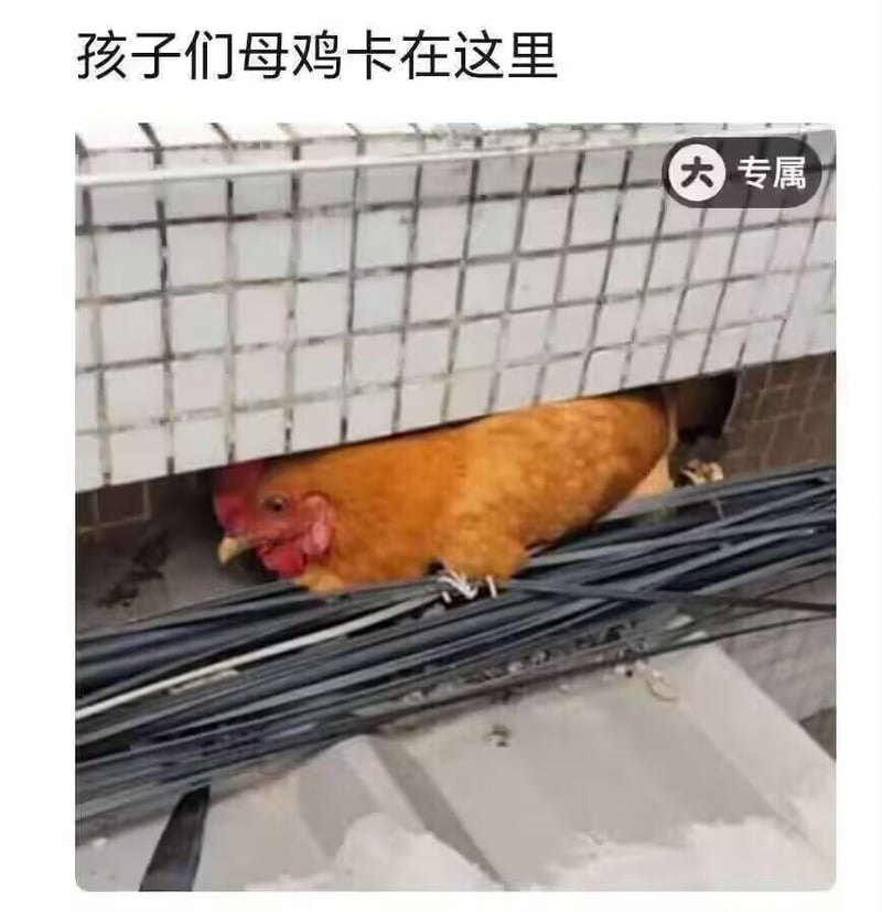 母鸡