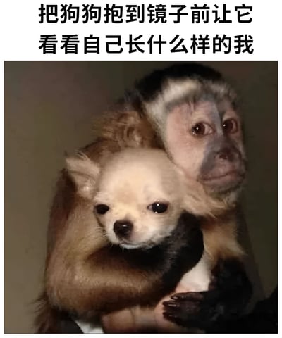 图片上方配有文字“把狗狗抱到镜子前让它看看自己长什么样的我”，下方是一只猴子抱着一只浅色吉娃娃的照片。猴子表情略带疑惑地看向一侧，怀里的吉娃娃则眼神平静地直视前方。整体通过文字与图像的结合，营造出一种错位的幽默效果，仿佛猴子在模仿人类“让宠物照镜子认识自己”的行为，让人忍俊不禁。