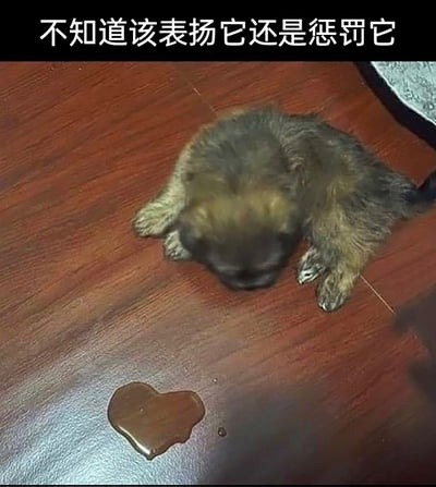 这张图片展示了一只趴在红棕色地板上的小奶狗，它低着头，看起来有些低落、愧疚，前肢伸展趴在地上。在它前方的地板上，有一滩巧合形成爱心形状的尿液，图片上方配文“不知道该表扬它还是惩罚它”。小狗随地小便本是需要纠正的行为，但这个意外形成的爱心造型又增添了可爱感，这种矛盾的场景让主人陷入纠结，充满趣味。