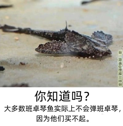 这是一张图文结合的趣味冷笑话梗图，上方实拍图展示了一只趴在沙质地面上的班卓琴鱼，它的外形纹理和结构带有类似班卓琴的特征；下方配文以无厘头的逻辑制造笑点，将“班卓琴鱼”的名字和乐器“班卓琴”结合，编造出“买不起班卓琴所以不会弹”的荒诞理由，右侧标注了翻译者的微博账号水印，整体风格轻松搞笑，属于网络流行的谐音冷笑话创作。