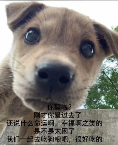 一张近距离拍摄的小狗照片，小狗有着棕色的毛发和超大的圆眼睛，正直勾勾地盯着镜头，表情看起来既无辜又好奇。图片下方配有文字：“你醒啦？刚才你晕过去了 还说什么命运啊，幸福啊之类的 是不是太困了 我们一起去吃狗粮吧，很好吃的”。这张图通过小狗可爱的表情和拟人化的对话制造出幽默效果，其中“吃狗粮”既指字面意思的狗食，也暗含网络流行语中“被撒狗粮”（看到情侣秀恩爱）的双关含义。