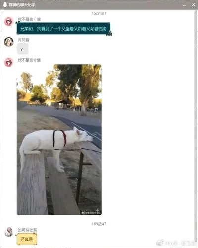 这是一张群聊聊天记录截图，群聊名称为“群聊的聊天记录”。用户“我不是言兮酱”在15:51:01发送消息称“兄弟们，我看到了一个又坐着又趴着又站着的狗”，用户“月风音”回复一个问号表示疑惑，随后“我不是言兮酱”发出一张户外场景的狗狗照片：照片里的白色狗狗因为视觉错位，前半身趴在木台边缘，后半身坐在木凳上，一只前爪还踩在地面，看起来像是同时做出了坐、趴、站三种矛盾的姿势。在16:02:47，用户“的可怜社畜”回复“还真是”，认可了这条趣味内容。整个群聊围绕这张视觉错位的狗狗照片展开，充满了轻松搞笑的氛围。