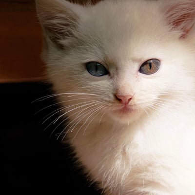 这是一张近距离拍摄的白猫特写照片。猫咪拥有一身雪白的毛发，最引人注目的是它的异色瞳——左眼为清澈的蓝色，右眼为温暖的棕黄色，形成了鲜明而美丽的对比。猫咪正直视镜头，表情平静，粉色的鼻子和白色的胡须清晰可见，背景为模糊的室内环境，突出了猫咪的面部特征。