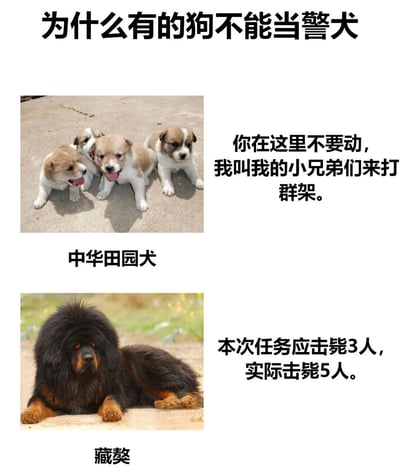 这是一张双 panel 搞笑梗图，以“为什么有的狗不能当警犬”为主题。上半部分展示四只中华田园犬幼犬趴地依偎，吐舌卖萌，配文“你在这里不要动，我叫我的小兄弟来打群架”，调侃其可能缺乏独立执行任务的意识，更倾向于群体行动；下半部分是一只毛发蓬松的藏獒趴在地上，配文“本次任务应击毙3人，实际击毙5人”，夸张表现其攻击性过强，超出任务要求。通过两种狗狗的“性格特点”与警犬所需素质（服从性、可控性）的反差制造幽默效果。