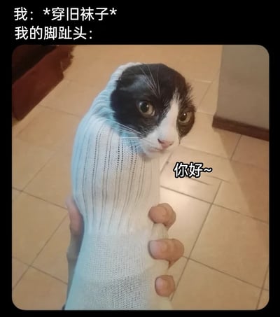 这是一张创意合成的搞笑梗图，通过P图将一只奶牛猫的脸与穿旧袜子的脚相结合，模拟穿破洞旧袜子时脚趾头从破洞处“探出头”的场景。图片顶部文字“我：*穿旧袜子* 我的脚趾头：”铺垫了日常情境，猫脸旁配文“你好~”，以拟人化的趣味方式调侃旧袜子破损后脚趾外露的尴尬又好笑的生活瞬间，奶牛猫无奈嫌弃的表情更是增添了画面的搞笑氛围，精准戳中人们生活中穿旧衣物的小经历。