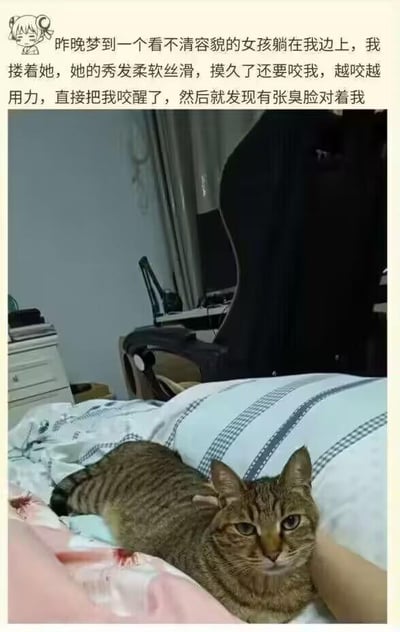一张图文结合的搞笑图片，上方文字描述了一个浪漫梦境：梦见和看不清容貌的女孩相拥，她的秀发柔软丝滑，却突然用力咬醒自己。下方照片揭示真相：一只表情不爽的虎斑猫正躺在主人床上，正是这只猫咪咬醒了主人。通过梦境与现实的戏剧性反差制造笑点，展现了宠物与主人间的趣味日常。