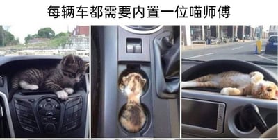 三张猫咪与汽车内饰互动的照片拼接图，上方配有文字“每辆车都需要内置一位喵师傅”。左侧图中一只虎斑小猫趴在汽车仪表盘上，前爪搭在控制按钮上；中间图中一只小猫从汽车杯架中探出上半身，头部朝下；右侧图中一只橘白相间的猫咪横躺在方向盘上，四脚朝天，姿态放松。整体画面通过猫咪在汽车不同位置的可爱姿态，幽默地表达了“汽车需要猫咪陪伴”的趣味主题。