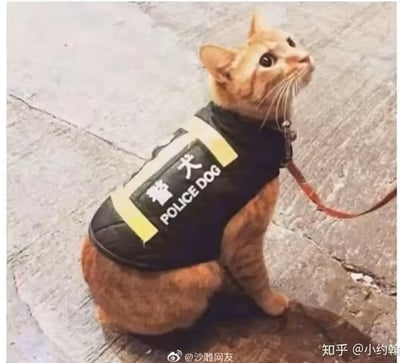 一只橘猫被红色牵引绳拴着，坐在水泥地面上，抬头望向上方，表情好奇。它身上穿着一件带有黄色装饰条的黑色背心，背心上印有白色的“警犬”字样以及英文“POLICE DOG”。
这张图的笑点来自反差梗：原本属于警犬的装备被穿在了猫咪身上，打破了大众对“警犬”的固有认知，形成了有趣的反差萌，制造出搞笑的效果。