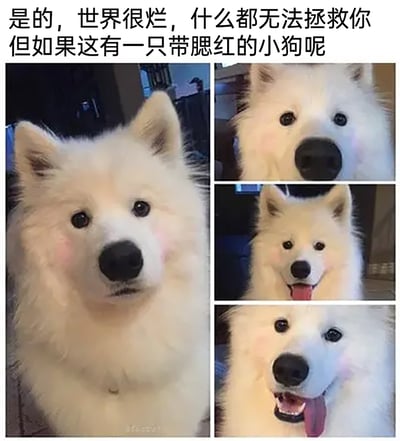 这是一张多图拼接的图文混排静态图，上方配有治愈系文字“是的，世界很烂，什么都无法拯救你，但如果这有一只带腮红的小狗呢”，主体是一只被添加了粉色腮红特效的白色萨摩耶，包含四张它的不同神态照片：左侧大图是它呆萌地注视着镜头，右侧三张小图分别呈现了它乖巧看向前方、开心吐舌露出笑容、温柔歪头的模样。软萌的外形搭配粉嫩的腮红，传递出温暖治愈的氛围，旨在用可爱的萌宠形象消解人们的负面情绪，给处于低落情绪中的人带来慰藉。