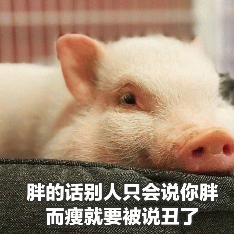 小猪的身材焦虑：胖被说胖，瘦被说丑