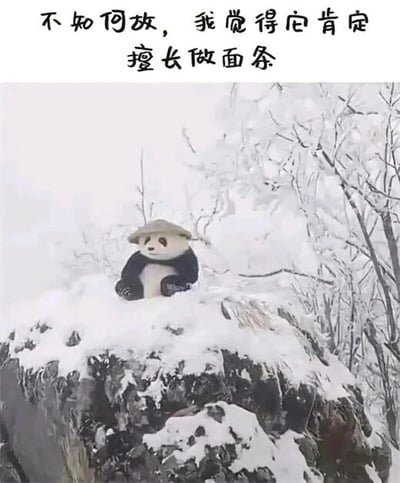 这是一张经过P图改编的静态文字加注图，画面主体是一只神态平静的熊猫，它坐在积雪覆盖的岩石上，背景是被白雪覆盖的树林，整体呈现出冬日雪景的氛围。创作者通过图像编辑软件给熊猫添加了一顶中式斗笠，并在图片上方配文“不知何故，我觉得它肯定擅长做面条”。这个文案是玩了经典动画《中华小当家》的梗，动画主角刘昴星（小当家）戴着同款斗笠，以精湛的厨艺尤其是制作面条的技艺闻名，因此网友通过这个P图创作，调侃这只熊猫像小当家一样擅长做面条，制造出趣味搞笑的效果。