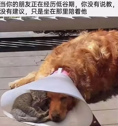 图片展示了一只戴着伊丽莎白圈的金毛犬趴在木质地板上，它的头下方蜷缩着一只灰色虎斑猫，形成温馨治愈的画面。图片上方配有文字：'当你的朋友正在经历低谷期，你没有说教，没有建议，只是坐在那里陪着他'，用动物间的自然互动比喻人类友谊中最纯粹的陪伴。金毛犬温和地趴着，猫咪安心地依偎，生动诠释了有时沉默的陪伴比任何言语都更有力量。