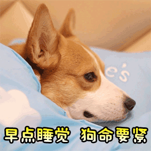 柯基犬