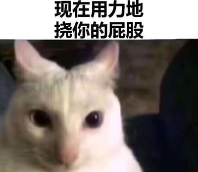 图片上方为黑色粗体文字“现在用力地挠你的屁股”，下方是一只白色猫咪的特写镜头。猫咪有着粉色的耳朵和圆溜溜的深色眼睛，正直勾勾地凝视着镜头，表情看起来无辜又专注。文字内容与猫咪可爱的形象形成反差萌，营造出一种幽默俏皮的氛围，没有双关或谐音梗，主要通过文字与图像的趣味结合产生笑点。