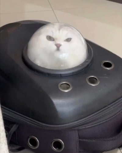 一只白色猫咪从黑色宠物太空舱的透明圆顶中探出头来，圆圆的脑袋完美适配舱顶形状，眼神严肃地注视前方，形成一种既可爱又略带滑稽的视觉效果。猫咪的脸部被圆顶勾勒成标准圆形，与太空舱的科技感设计形成有趣对比。