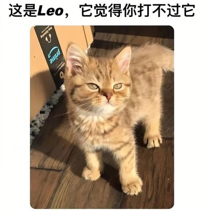 图片中是一只名叫Leo的橘色虎斑猫，它站在木地板上，眼神自信地看着前方，表情带着一丝傲慢。图片上方配有文字'这是Leo，它觉得你打不过它'，通过拟人化的方式赋予猫咪自信甚至挑衅的性格，营造出幽默有趣的效果。