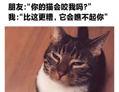 图片上方是一段对话文字："朋友:"你的猫会咬我吗?" 我:"比这更糟，它会瞧不起你"。下方是一只虎斑猫的特写照片，猫咪正抬着头，眼神中带着明显的轻蔑和不屑，完美呼应了文字内容中提到的"瞧不起你"。