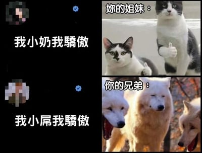 该图为多图拼接的幽默梗图，采用上下两排左右对比布局。上排左侧为黑色背景配白色文字“我小奶我骄傲”，旁有模糊头像及蓝色对勾；右侧是两只黑白猫竖大拇指的照片，上方文字“你的姐妹：”。下排左侧同样黑色背景配白色文字“我小屌我骄傲”，旁有另一模糊头像及蓝色对勾；右侧是三只白狼站立的照片，上方文字“你的兄弟：”。通过“小奶”（可爱纯真）与“小屌”（粗俗俚语）的对比，结合猫（温顺）与狼（粗犷）的动物形象，调侃姐妹与兄弟间不同的自我调侃方式。