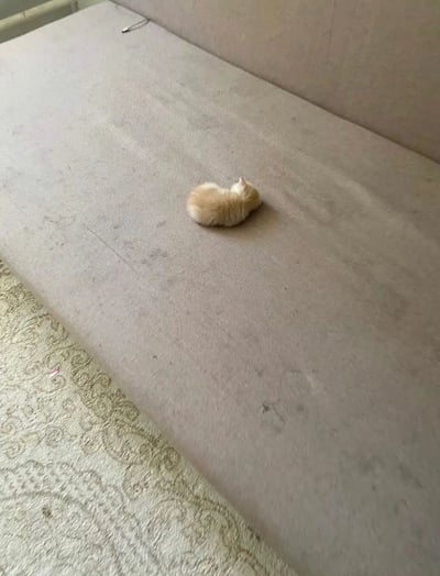 图片中央是一只橘色的小猫咪，正蜷缩成一个紧实的毛球，安静地趴在浅灰色的沙发上熟睡。沙发表面能看到些许使用痕迹和轻微污渍，显得有些居家感。沙发旁边铺着一块带有花纹的地毯，整体场景温馨而日常，猫咪的睡姿展现出完全放松的状态，传递出治愈人心的宁静氛围。
