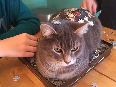 一只灰色的猫趴在拼图盒中，背上和头上被放上了许多彩色的拼图碎片。猫的表情看起来有些无奈和困惑，绿色的眼睛直视前方。旁边有两只人手，一只正在抚摸猫的头部，另一只似乎在放置拼图碎片。桌子上散落着一些拼图块，背景是绿色的墙壁。整个场景呈现出一种幽默有趣的氛围，猫咪被迫成为了临时的拼图板。