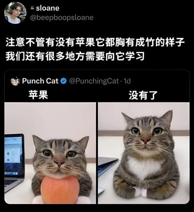 这是一张社交媒体截图，展示了一只虎斑白胸猫咪的左右对比图。左侧图片中，猫咪嘴里叼着一个橙色苹果，背景有一台打开的笔记本电脑，上方配文“苹果”；右侧图片中，苹果消失，猫咪双爪并拢坐立，背景笔记本电脑闭合，上方配文“没有了”。图片顶部有用户评论：“注意不管有没有苹果它都胸有成竹的样子 我们还有很多地方需要向它学习”。猫咪在有无苹果的情况下均保持淡定自信的表情，通过对比营造出幽默效果，同时传递出保持从容心态的积极寓意。
